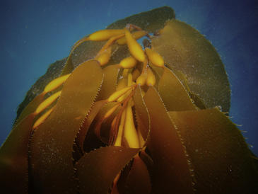 Diseñan una bacteria para obtener combustible de las algas de manera eficiente