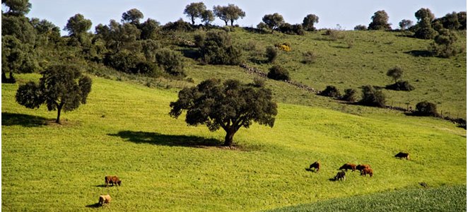 Oferta ecoturística de los espacios naturales andaluces