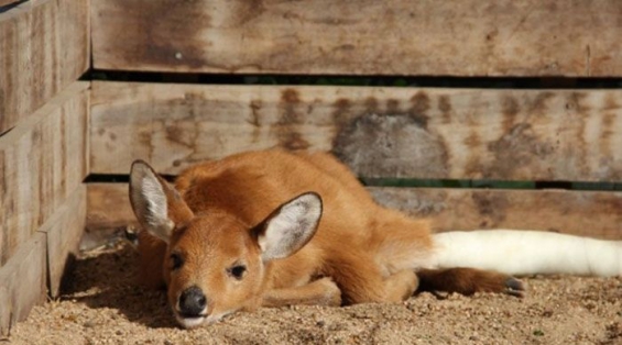 3.000 animales recuperados desde Temaikén