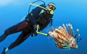 Fomentan la caza del pez león en el Caribe