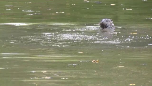 Nutrias en Xixón (Asturias)