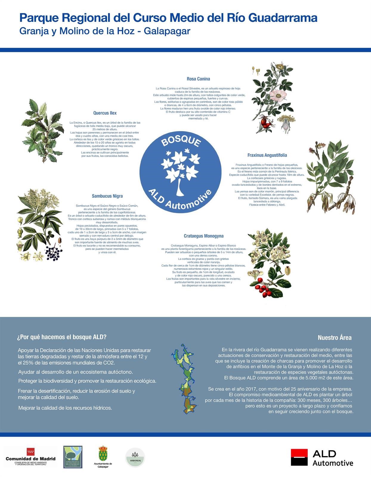 ALD Automotive planta 300 árboles en el Bosque ALD con motivo de su 25 aniversario