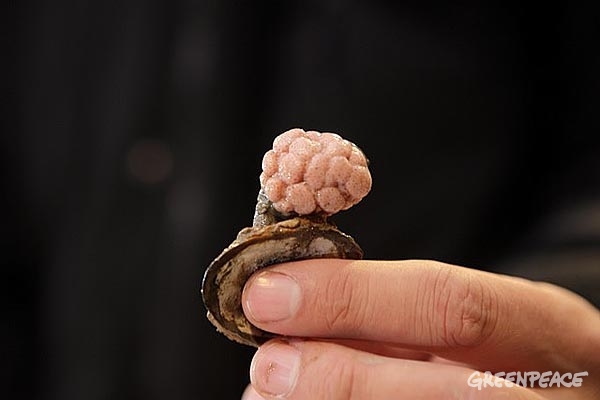 ¡Adivina!...hay coral donde Shell va a perforar