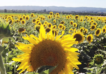 Vermytec: Ingeniería ambiental para el uso racional del agua y la energía