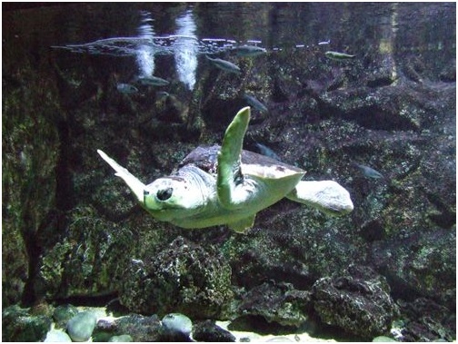 Devuelven al mar a la tortuga de los alumnos del IES Puerto del Rosario (Fuerteventura)