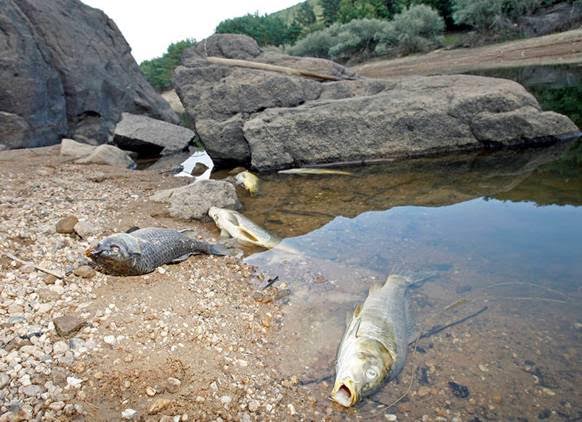 Casi 8.000 carpas muertas en el pantano de La Cuerda del Pozo (Soria)