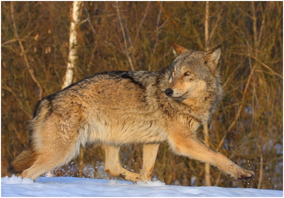 Vida salvaje en Chernóbil