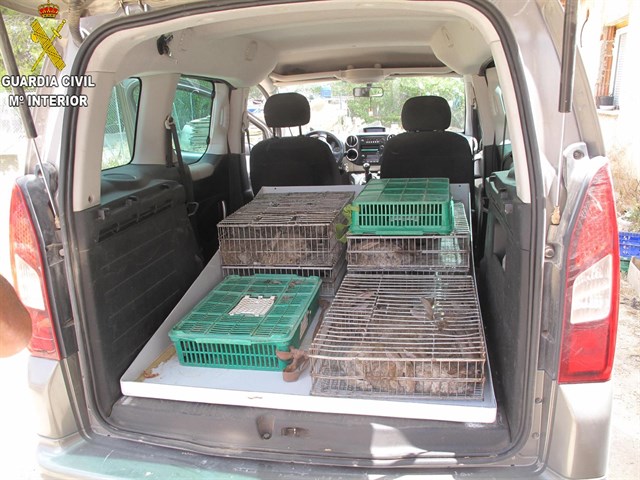 El SEPRONA denuncia a dos individuos por capturar sin permiso 112 conejos vivos