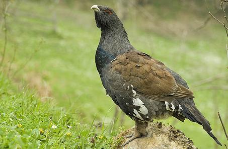 El programa de SEO/BirdLife para la conservación del urogallo cantábrico logra nuevos compromisos
