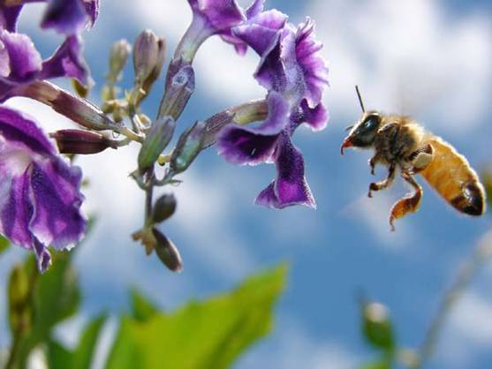 La Xarxa Aerobiològica de Cataluña lanza una aplicación para informar del nivel del polen