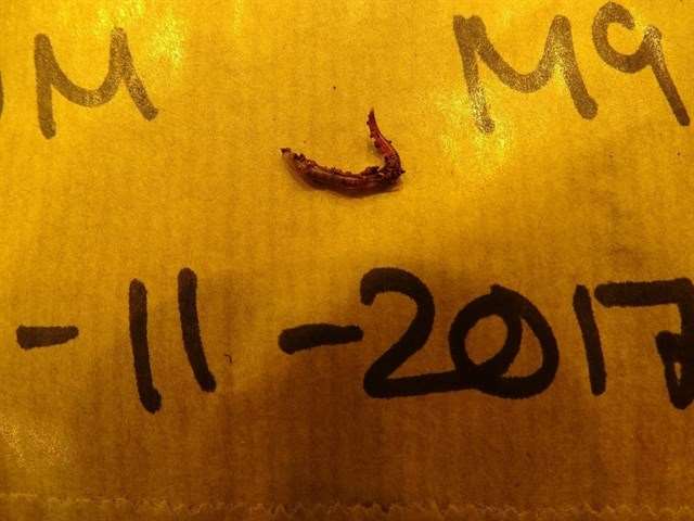 Sobrevivirían las lombrices en Marte