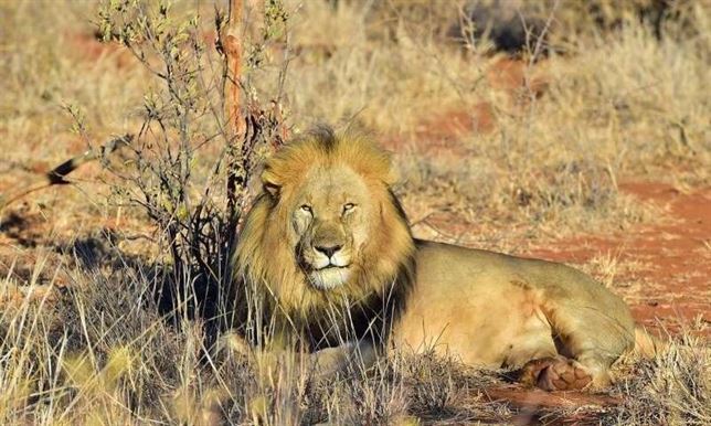 El león ‘acorralado’ y en franco declive