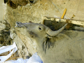 Contenido excepcional de omega-3 en bisontes prehistóricos