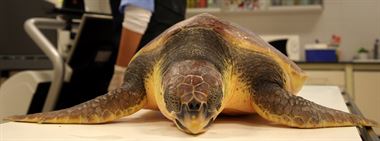 Demuestran por primera vez que los animales marinos pueden sufrir el síndrome descompresivo