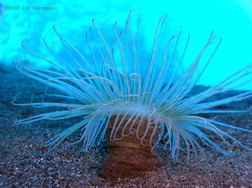 Medio Ambiente intentará declarar la primera área marina protegida de la Red Natura 2000 marina antes del 20-N