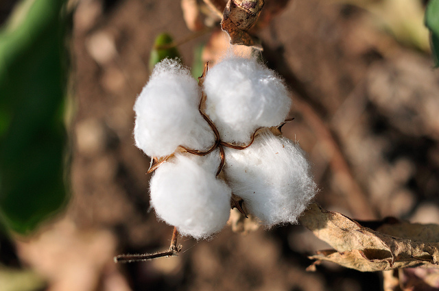El algodón ecológico genera un 200% más de ingresos que el transgénico