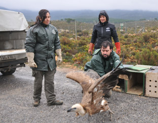 Liberan en en Parque Natural de Los Alcornocales a ocho buitres leonados