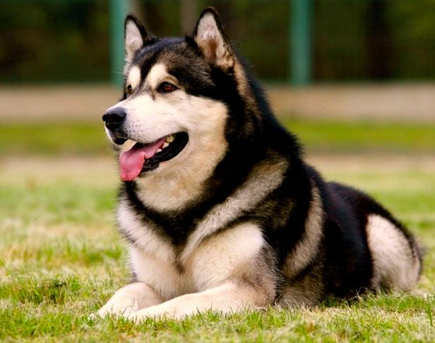 Los perros evolucionaron con el cambio climático