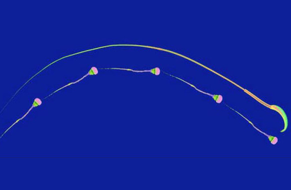Qué pasa con los espermatozoides de los mamíferos