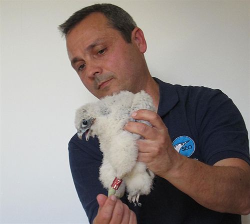 Siete polluelos de halcón peregrino se suman a la campaña de reintroducción de aves en las zonas urbanas