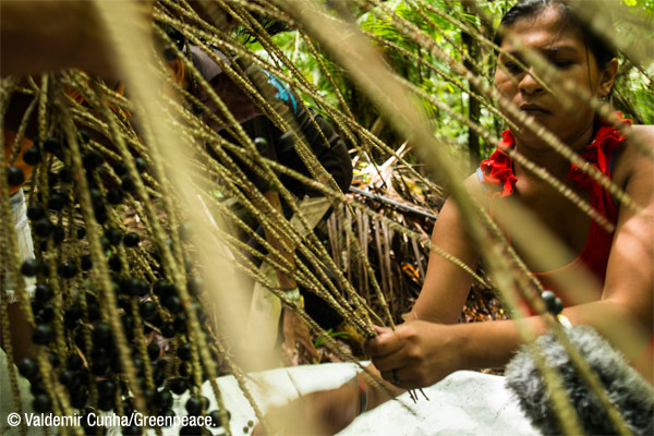 La tribu Mundurukú en la Amazonia se ve amenazada por la posible construcción de una megapresa