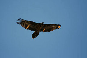 Nueva pareja de quebrantahuesos en el Parque Natural de Cazorla
