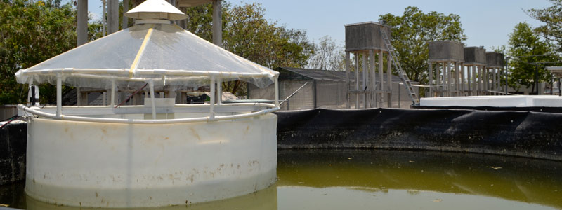 El frágil ecosistema del golfo de México