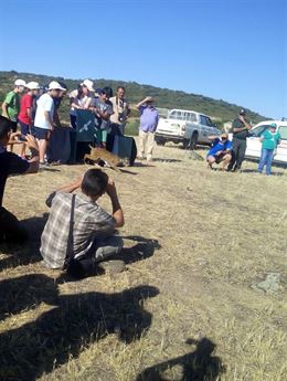 Encuentran muerto a uno de los linces puestos en libertad en Ciudad Real