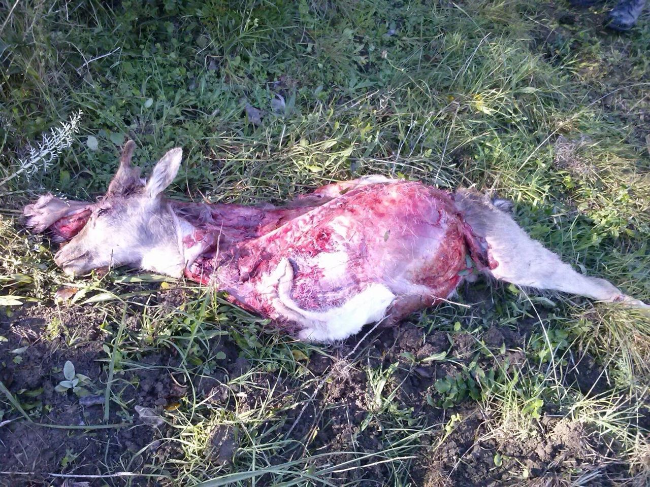 Dos furtivos mataban a sus ‘victimas’ a martillazos