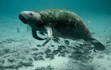 Protege México a un mamífero inofensivo de aguas cálidas en peligro de extinción