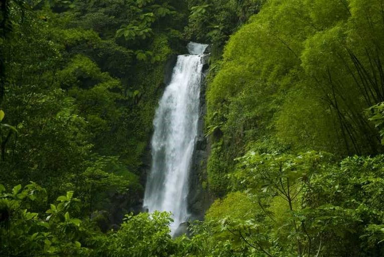 Bosques espectaculares y las amenazas a sus ecosistemas