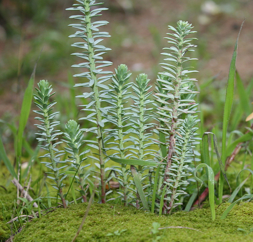 La Consejería de Medio Ambiente cartografía más de 1.000 poblaciones de plantas amenazadas durante 2009