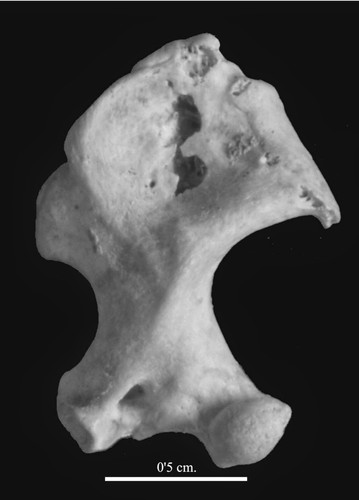 Conoce la musaraña gigante que vivió en España hace 12 millones de años