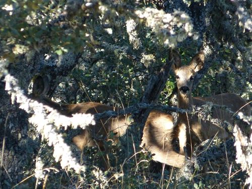 El inventario del ‘Patrimonio Nacional’ registra más de 10.600 animales
