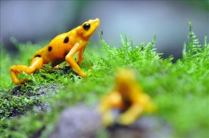Ambientalistas panameños reciben apoyo de la UICN para proteger humedales