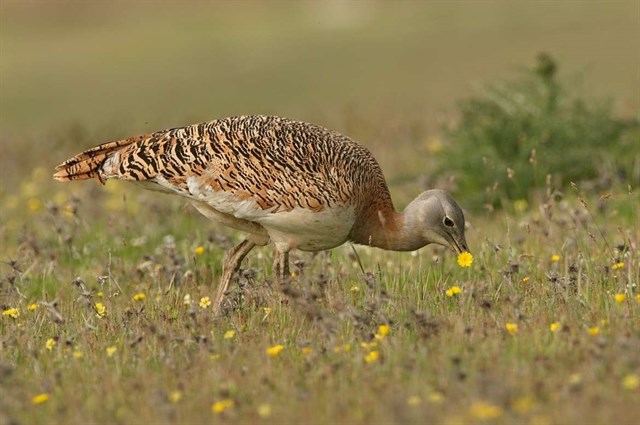 Extremadura se promociona en Francia como destino de Naturaleza en el festival de fotografía de Montier-en-Der
