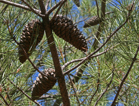 Los pinos resineros de la meseta castellana y de Galicia sobreviven menos tras un incendio
