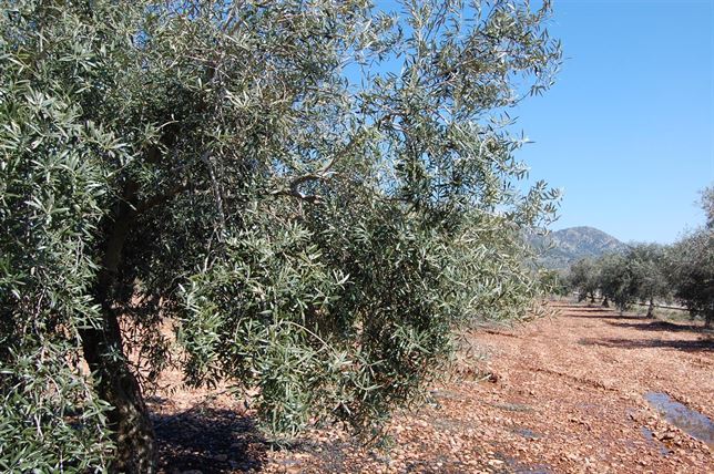 Biomasa y la recogida de la poda del olivar