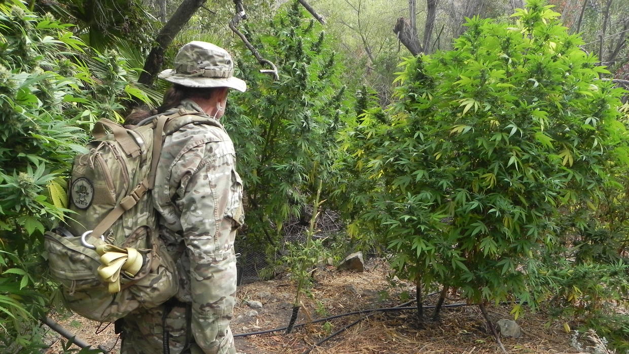 Cómo la marihuana de los narcos está poniendo en peligro a los bosques de California