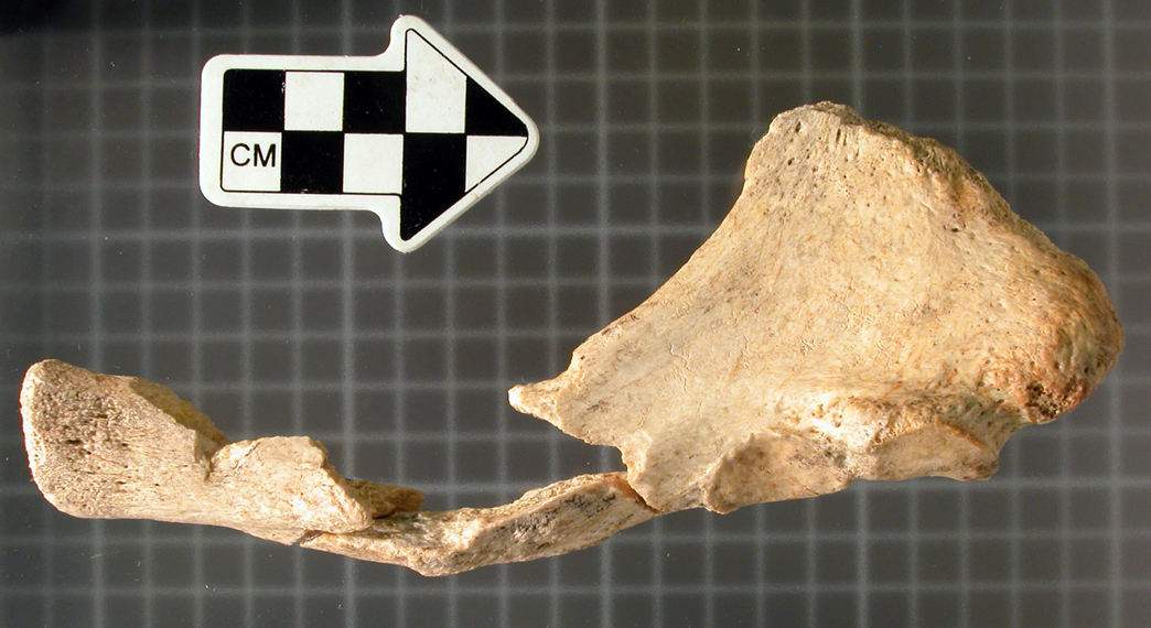 Hallados los restos de una foca monje prehistórica en Cantabria