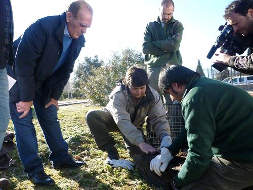 La Junta de Andalucia libera un ejemplar de buitre negro atendido en el Centro de Recuperación de Especies de Jaén
