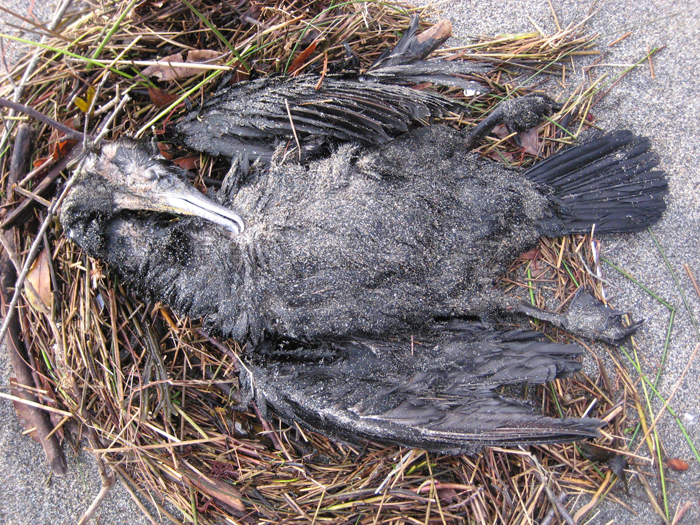 No a las matanzas del cormoran grande