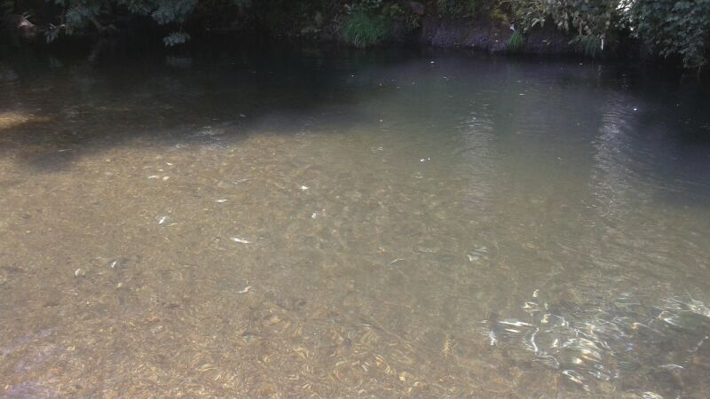 Asturias. Miles de truchas muertas en el Narcea por otro vertido