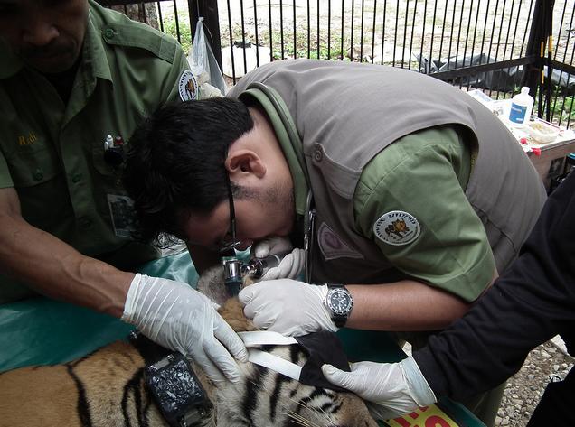 Tigre de Sumatra llega a su hogar definitivo: nuevo éxito en la colaboración para la protección de tigres en Indonesia