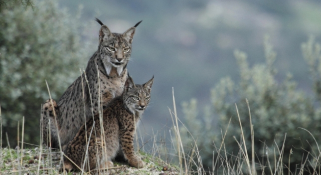 Andalucía ‘saca pecho’ por el premio Red Natura 2000 al proyecto Life+Iberlince