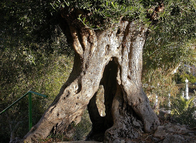 Proteger los olivos centenarios