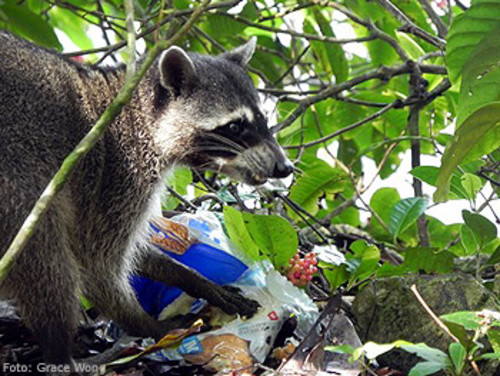 Costa Rica y los mapaches