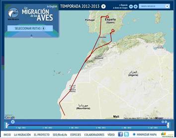 Las primeras carracas marcadas por SEO/BirdLife ya están en África
