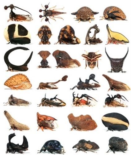 Indicios de un tercer par de alas en un insecto arbóreo