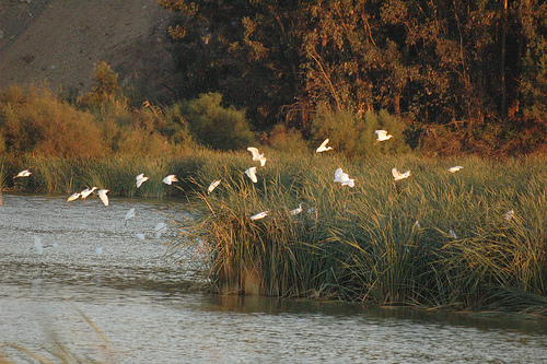 Irregularidades junto al Paraje Natural Estero de Domingo Rubio (Andalucía)